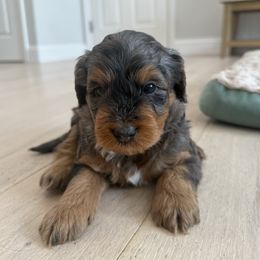 Bruno - Merle male Bernedoodle puppy in Coventry, Rhode Island from Timber Trail Bernedoodles RI