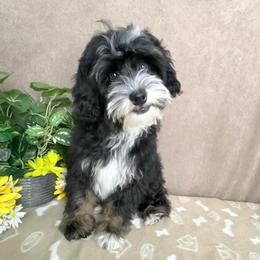 Stormy - Tri-color male Bernedoodle puppy in Seymour, Missouri from D and D’s Dandy Doodles