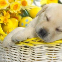 Labrador Retriever Puppies from Wolfpack Labradors