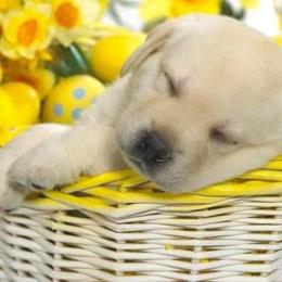 Labrador Retriever Puppies from Wolfpack Labradors