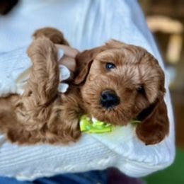 Goldendoodle Puppies from Loving Doodles