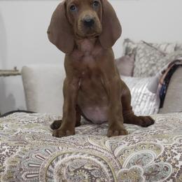 Green Boy - Red male Redbone Coonhound puppy in Shreveport, Louisiana from BAFERD Kennels