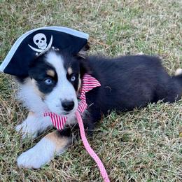 Harry - Black tri male Miniature Australian Shepherd puppy in Patterson, North Carolina from DreamLine Aussies
