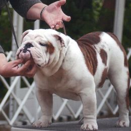Prince - Bulldog