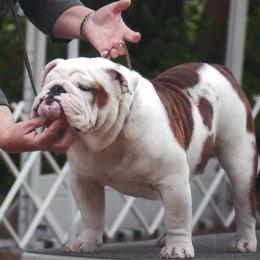 Prince - Bulldog