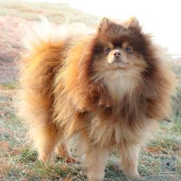 Chewie - Chocolate and tan male Pomeranian puppy in Bremen, Indiana from AMS Pomeranians and Pomskies in Indiana
