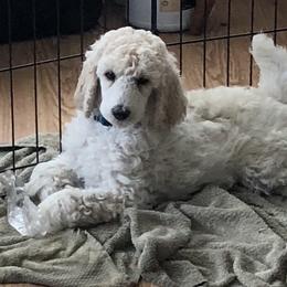 Miniature Schnauzer and Poodle Puppies from Tropheous