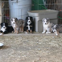 Australian Shepherd Puppies from Sliding S Australian Shepherds