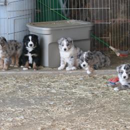 Australian Shepherd Puppies from Sliding S Australian Shepherds