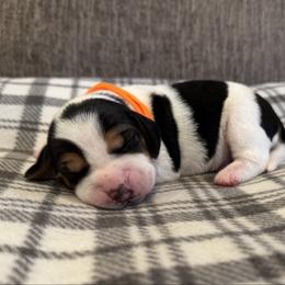Orange Collar - Black white and tan male Beagle puppy in Princeton, Minnesota from Thor’s Beagles & Maha’s Staffy