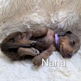 Nana - Black and tan female Dachshund puppy in Vacaville, California from SchmooterBabies