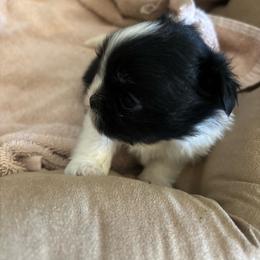 Mary - Black and white female Shih Tzu puppy in Azusa, California from RJ Shih Tzu lover