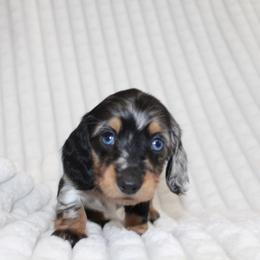 Elena (2 blue eyes) - Dapple female Dachshund puppy in Fairfax, Iowa from Grayson’s Lovable Dachshunds