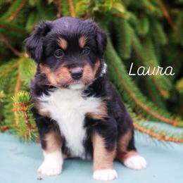 Laura - Black tri female Miniature American Shepherd puppy in Battle Ground, Washington from Casita Miniature American Shepherds