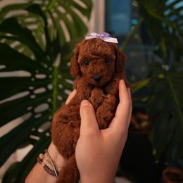 Poodle Puppies from aura vasquez