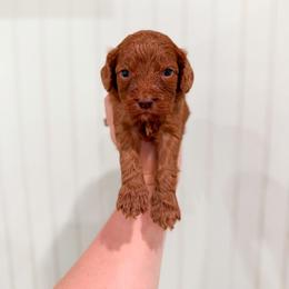 Daffodil - Red female Cavapoo puppy in Colcord, Oklahoma from Copper Lane Aussies, Doodles & Cavapoos
