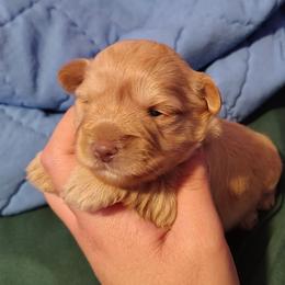 Elliot - Wheaten female Miniature Schnauzer puppy in Florida from Central Florida Schnauzers