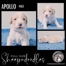 Apollo - Sheepadoodle puppy in Bloomfield, New Jersey from C3 Sheepadoodles