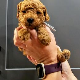 Reuben - Red  male Goldendoodle puppy in Forest, Ohio from Mini Doodle Buddies