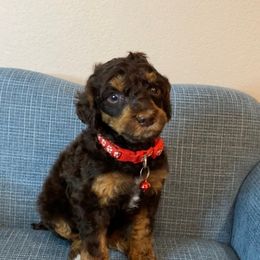 Mocha - Brown male Poodle puppy in Corona, California from Garden Of Poodles