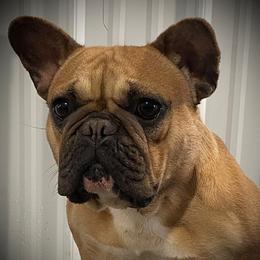 Milly - French Bulldog