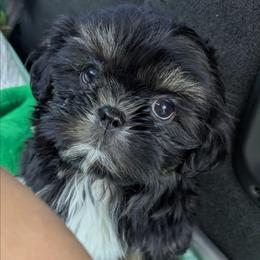 Small dobie boy with white chest - Tricolor male Shih Tzu puppy in Amherst, Maine from McKayla Hairston