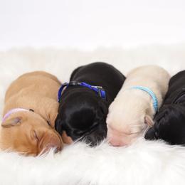 Labrador Retriever Puppies from AGL Retrievers