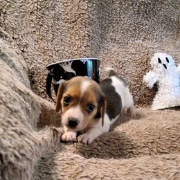 Girl 2 - Brown and white female Beagle puppy in Laton, California from McMillan Family Kennels