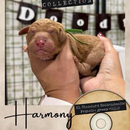 Harmony - Dallas,Tx - 4,000 - Red  female Goldendoodle puppy in Garland, Texas from Twilight Doodles
