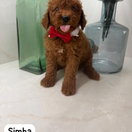 Simba - Red  male Goldendoodle puppy in Mint Hill, North Carolina from DoodleForever