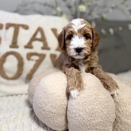 Boy 1 - Cream male Goldendoodle puppy in Sacramento, California from Golden Heart Doodles