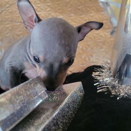 Frida - Blue American Hairless Terrier puppy in Missouri from Hearts AHT