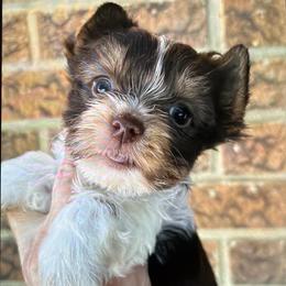 Stacy - Chocolate, tan and white female Yorkshire Terrier puppy in Georgia from Berggipfel Yorkies