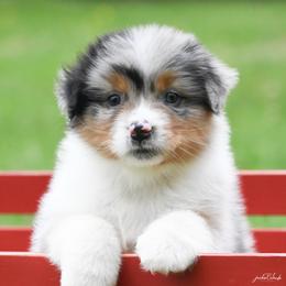 Girl 3 - Blue merle female Australian Shepherd puppy in Rochester, Massachusetts from Clover Creek Aussies