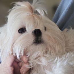 Pippa - Maltese