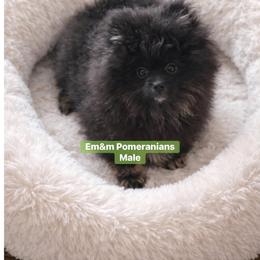 Black and tan - Black and tan male Pomeranian puppy in Kentucky from Em&M Pomeranians
