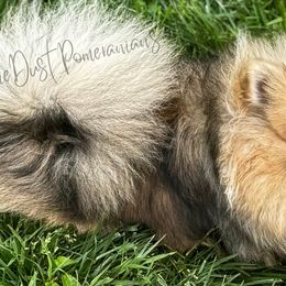 Pomeranians from Sunshines Pomeranians