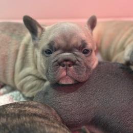 Pearl - Fawn and white female French Bulldog puppy in Washington from Pawcific Coast Bullies