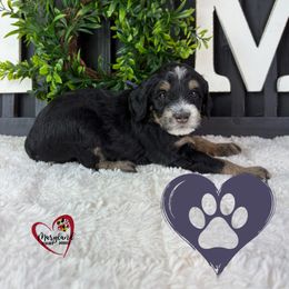 Goldendoodle Puppies from Maryland Designer Doodles