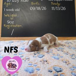 Journey - Dapple female Dachshund puppy in Hoquiam, Washington from Heyd's Mini Dachshunds