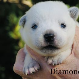 Diamond - Blue mottled female Australian Cattle Dog puppy in Redding, California from Lone Pine Kennel