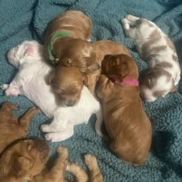 Cavapoo Puppies from Molly & Friends