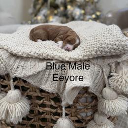 Eeyore - Red  male Goldendoodle puppy in Springville, Utah from JW Doodles