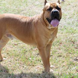 Thor - Cane Corso