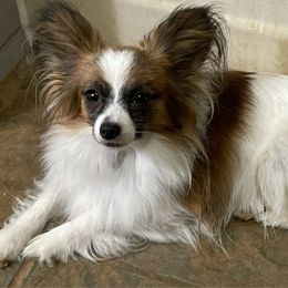 COFFEE - Papillon