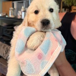 Penny Benjamin - Light golden female Golden Retriever puppy in Blaine, Washington from Freedom Retrievers