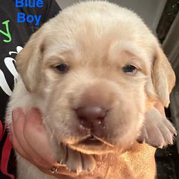 Blue Boy - Yellow male Labrador Retriever puppy in Rock Hill, South Carolina from North Star Retrievers