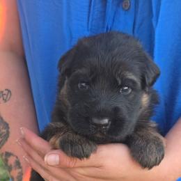 Orange - Black and red male German Shepherd puppy in Orrick, Missouri from Schultz's Premium German Shepherds