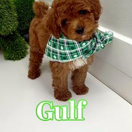 Gulf - Red male Cavapoo puppy in Buford, Georgia from Petite Posh Puppies