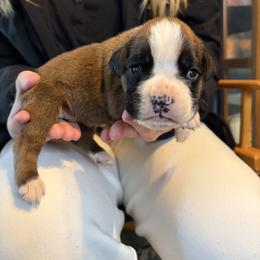 Flashy fawn 2 - Fawn male Boxer puppy in Newark, Ohio from S & B Boxers
